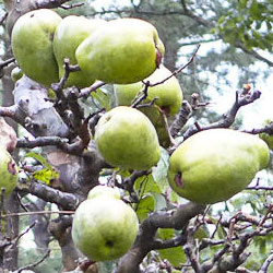 Quince, Chinese